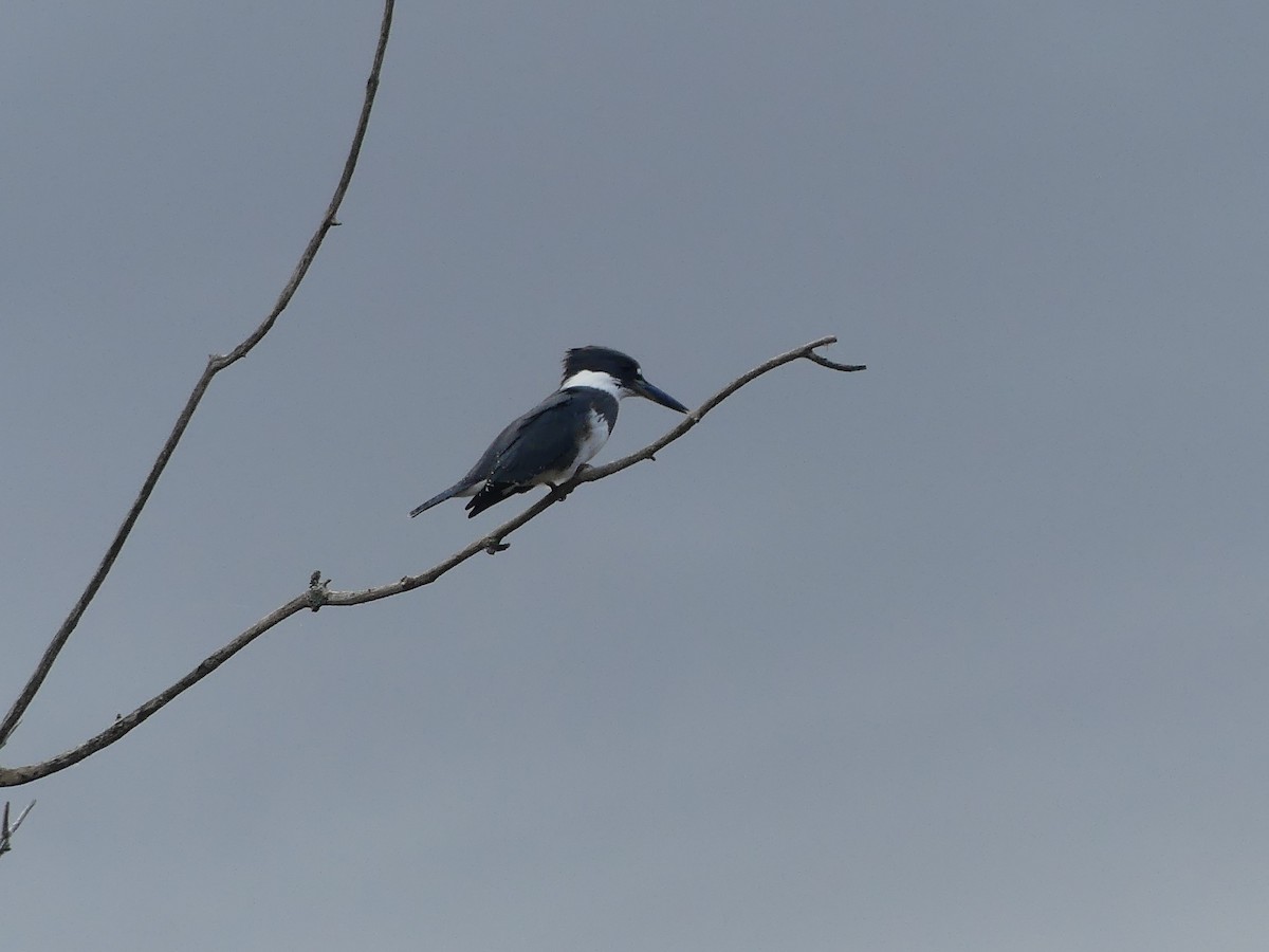Belted Kingfisher - ML609906566