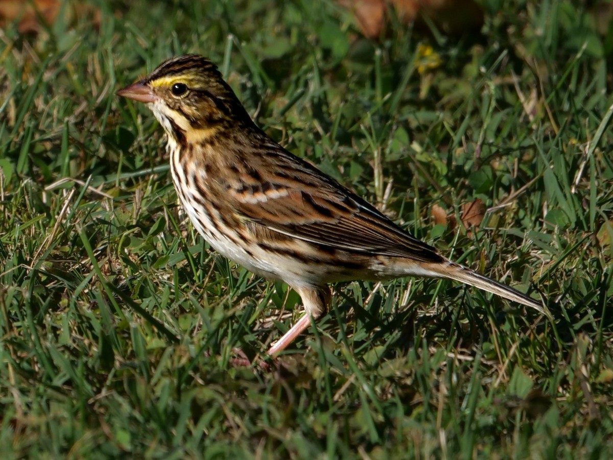 Savannah Sparrow - ML609906617