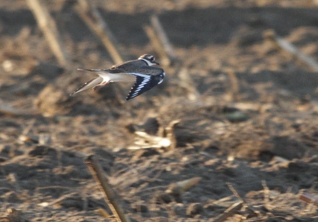 Killdeer - Anonymous