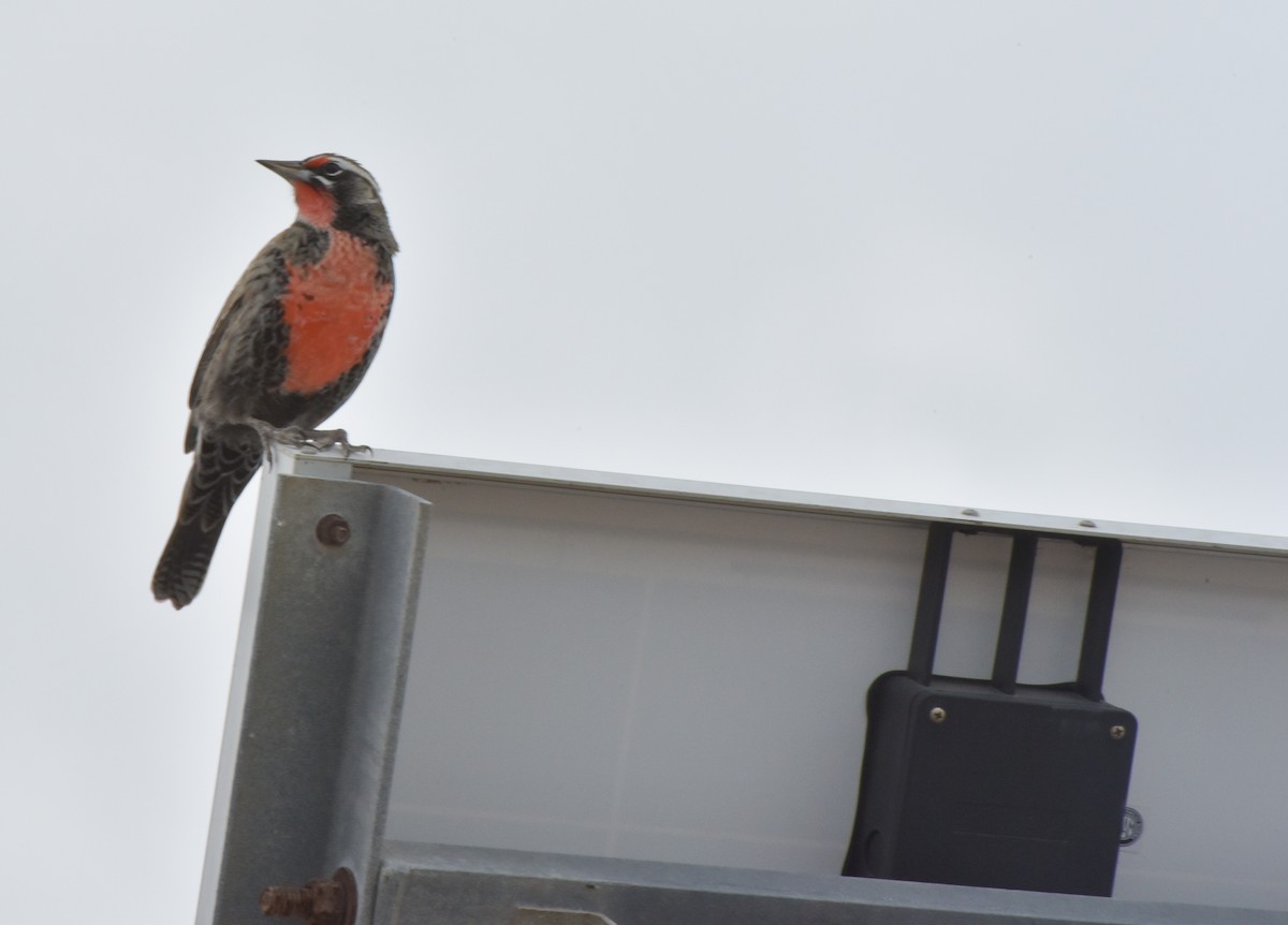 Long-tailed Meadowlark - ML609906663