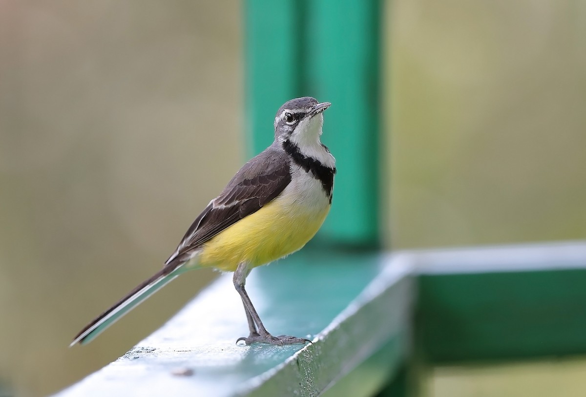 Madagascar Wagtail - ML609906690