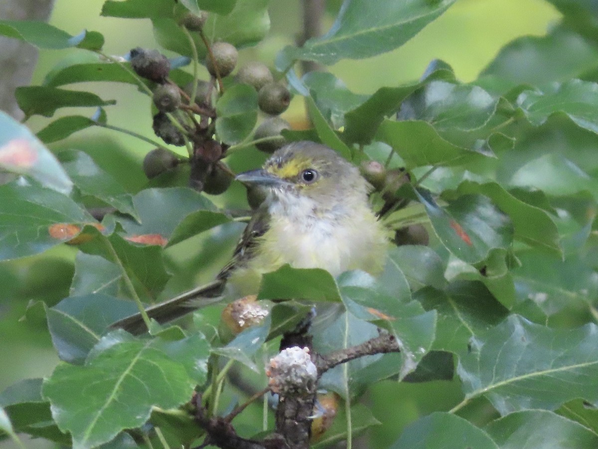 White-eyed Vireo (White-eyed) - ML609906694