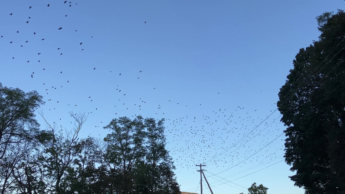 Fish Crow - ML609906773