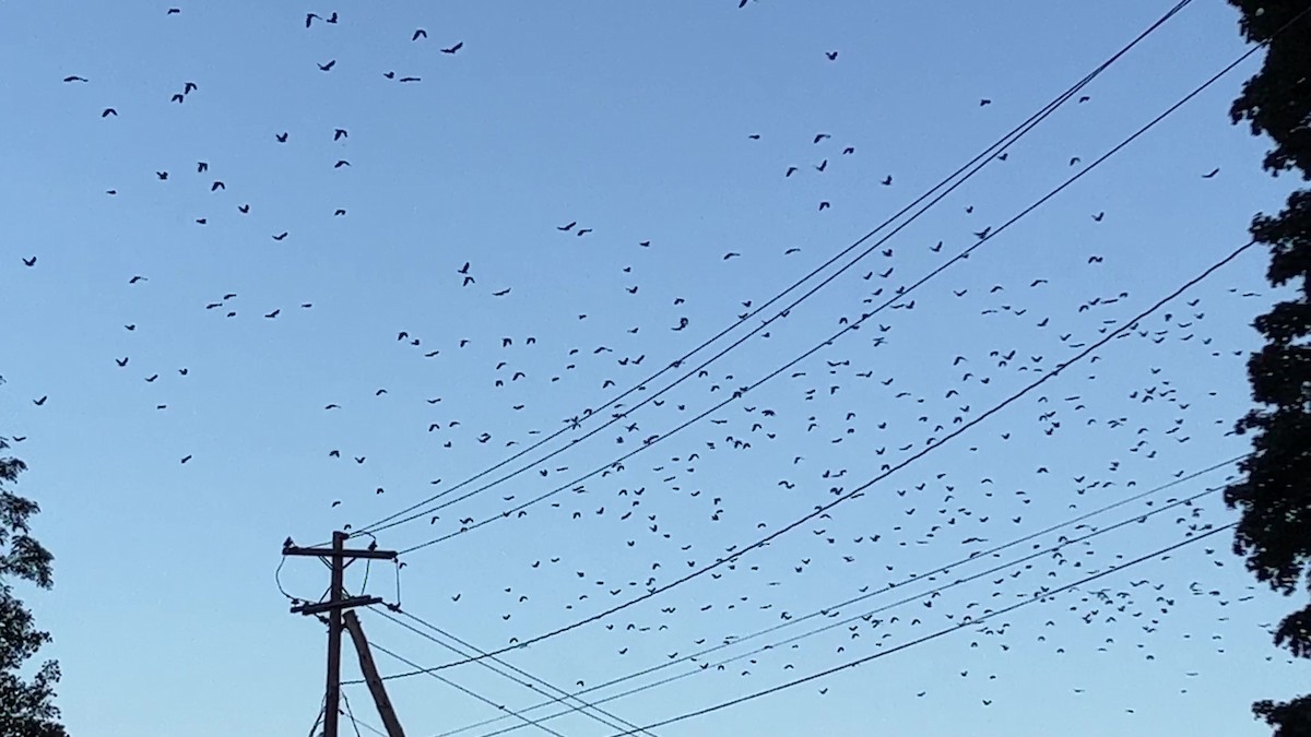 Fish Crow - ML609906782