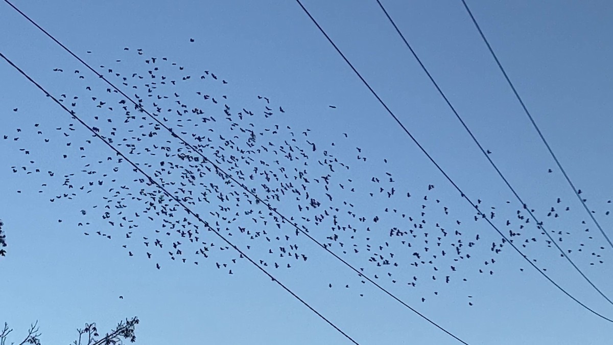 Fish Crow - ML609906796