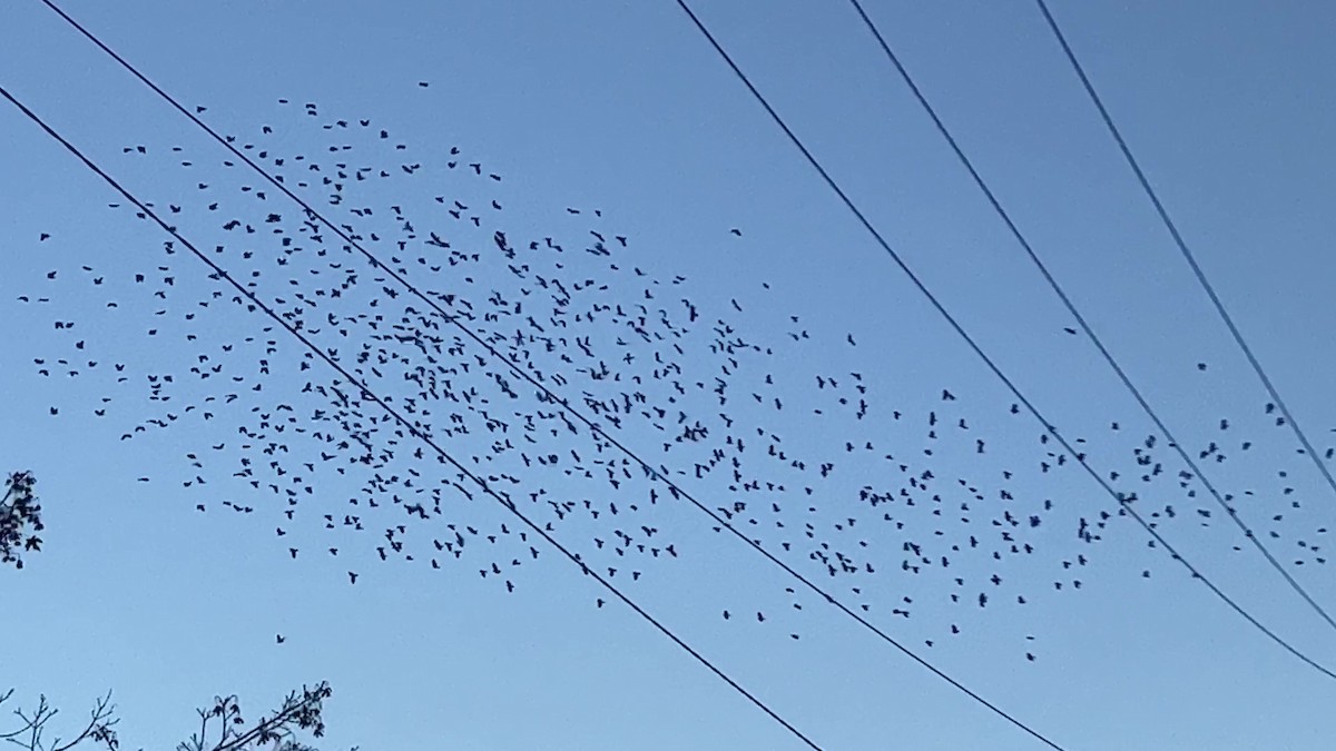Fish Crow - ML609906827