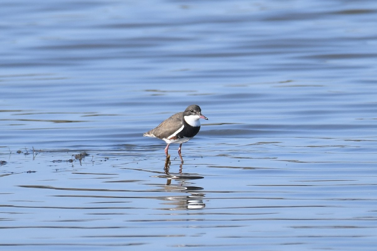Red-kneed Dotterel - ML609906835