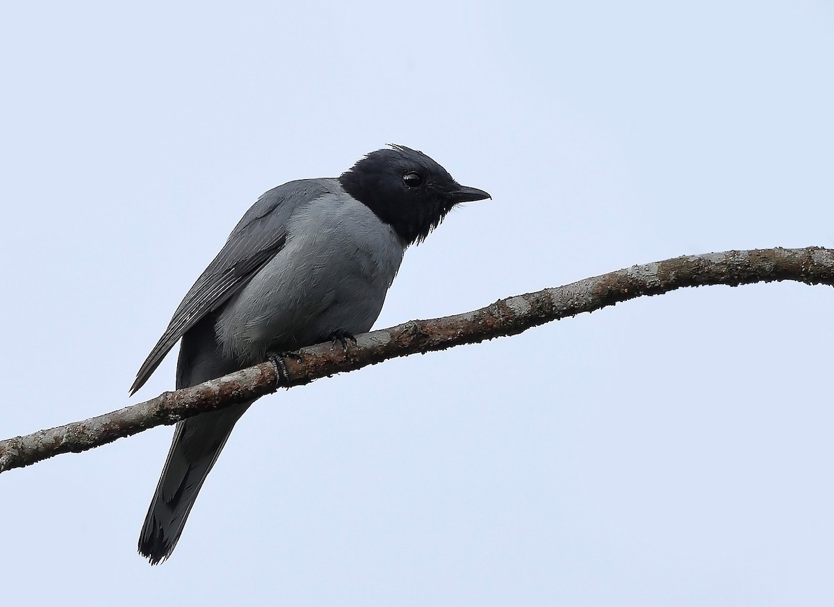 Madagascar Cuckooshrike - sheau torng lim