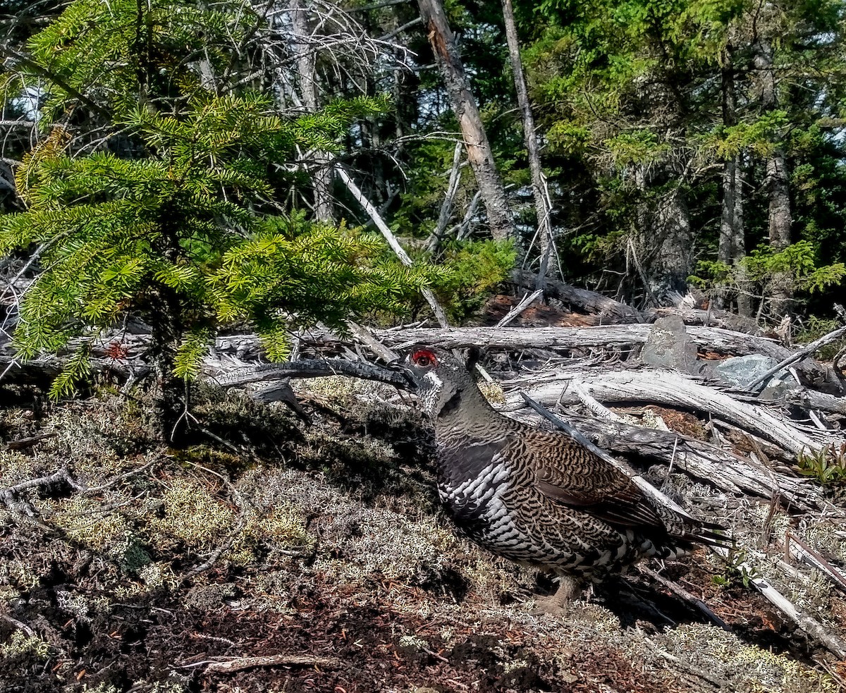 Spruce Grouse - ML609907015