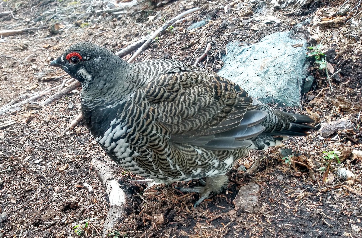 Spruce Grouse - ML609907016