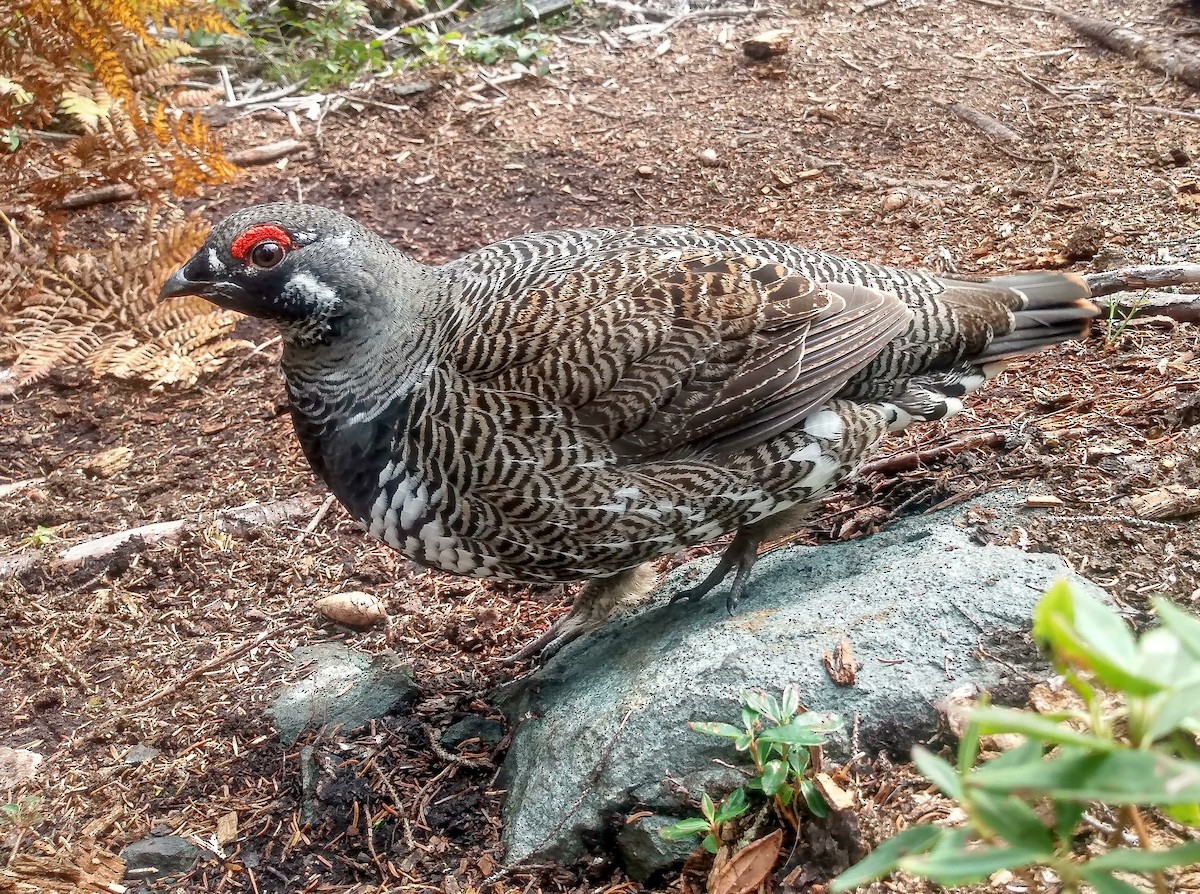 Spruce Grouse - ML609907018