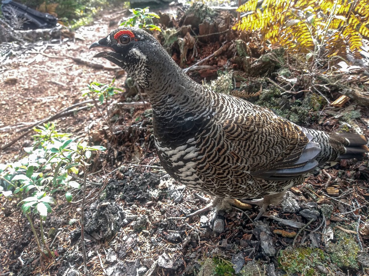 Spruce Grouse - ML609907019