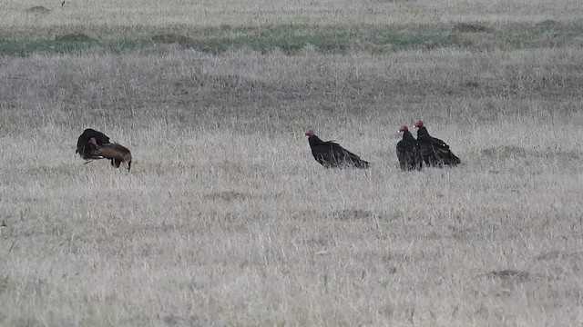 Crested Caracara (Northern) - ML609907078