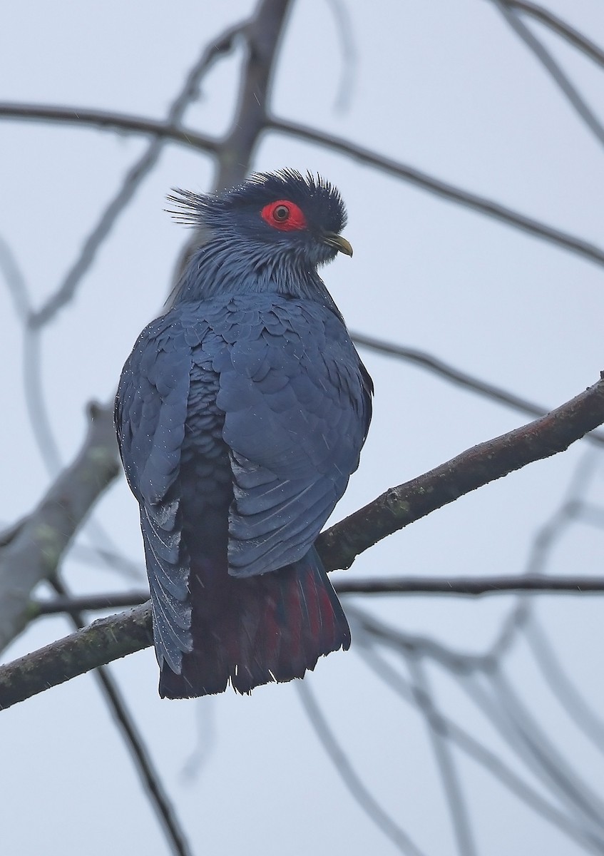 Madagascar Blue-Pigeon - ML609907127