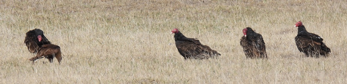 Turkey Vulture - ML609907178