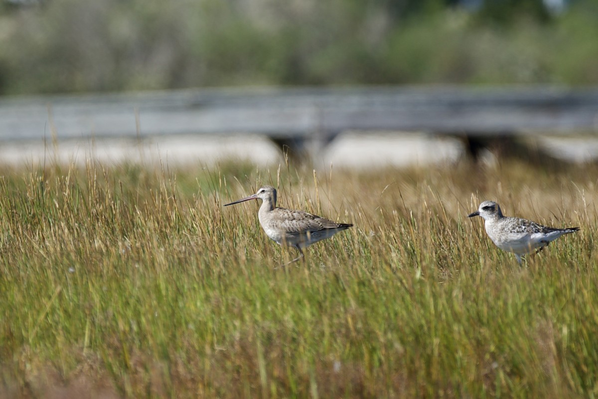 Hudsonian Godwit - ML609907203