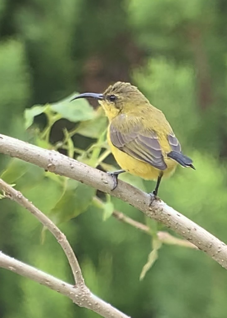 黃腹花蜜鳥 - ML609907209