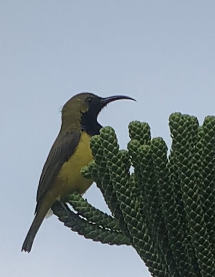 黃腹花蜜鳥 - ML609907225
