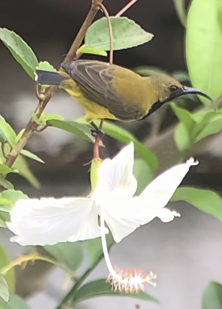 黃腹花蜜鳥 - ML609907242