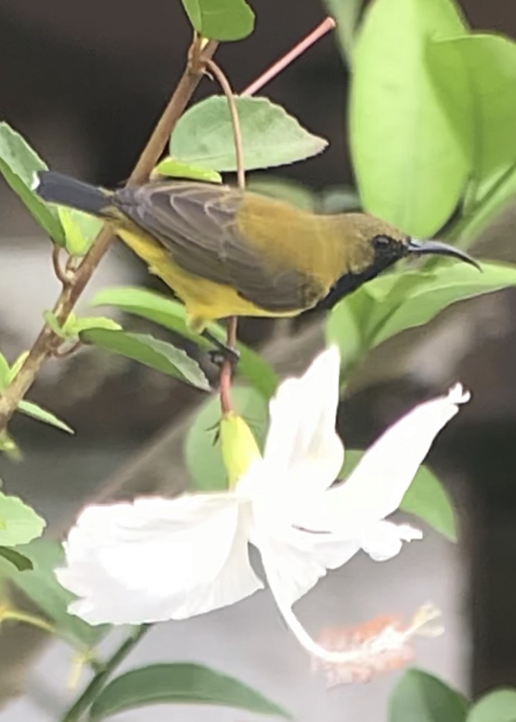 黃腹花蜜鳥 - ML609907254