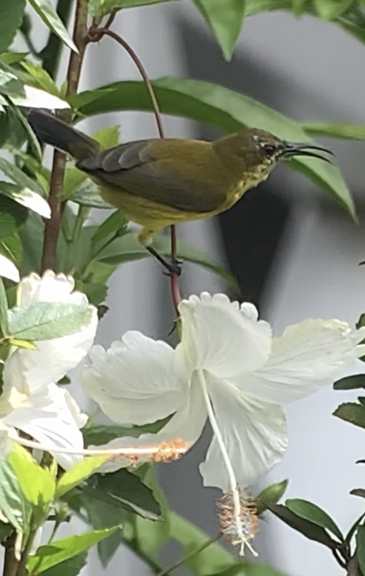 黃腹花蜜鳥 - ML609907275