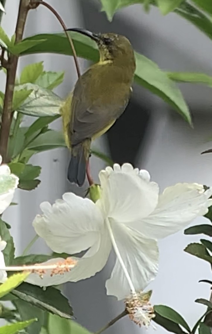黃腹花蜜鳥 - ML609907286