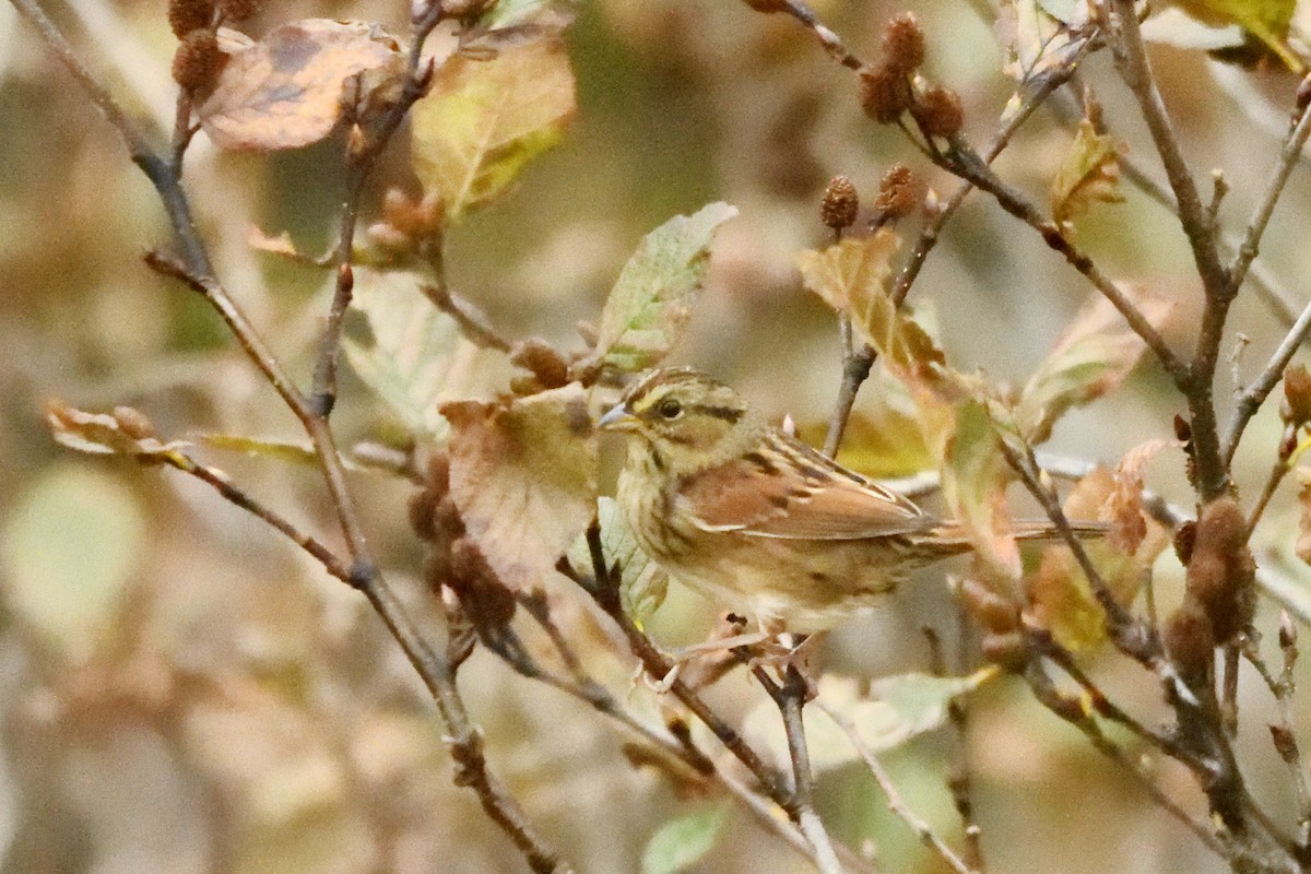 Swamp Sparrow - Jean-Daniel Fiset