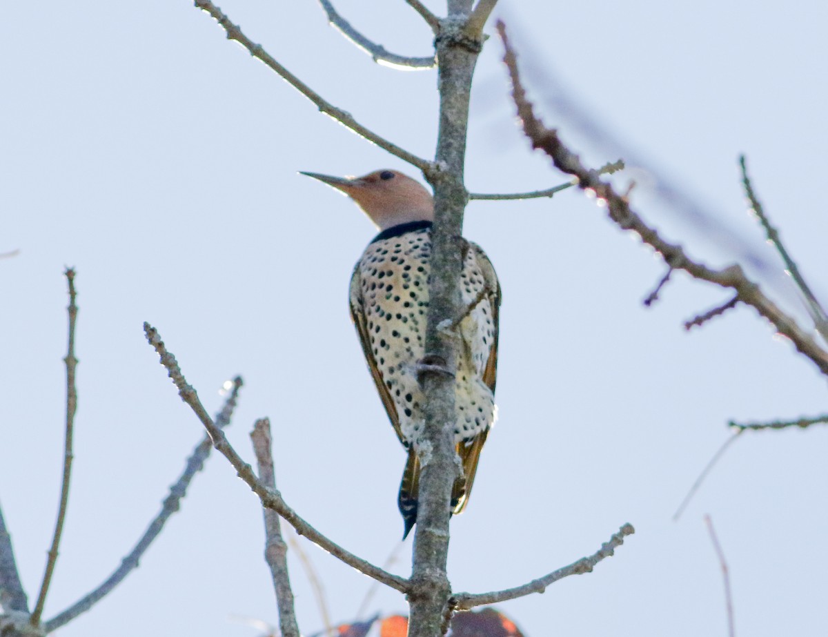 Northern Flicker (Yellow-shafted) - ML609907406