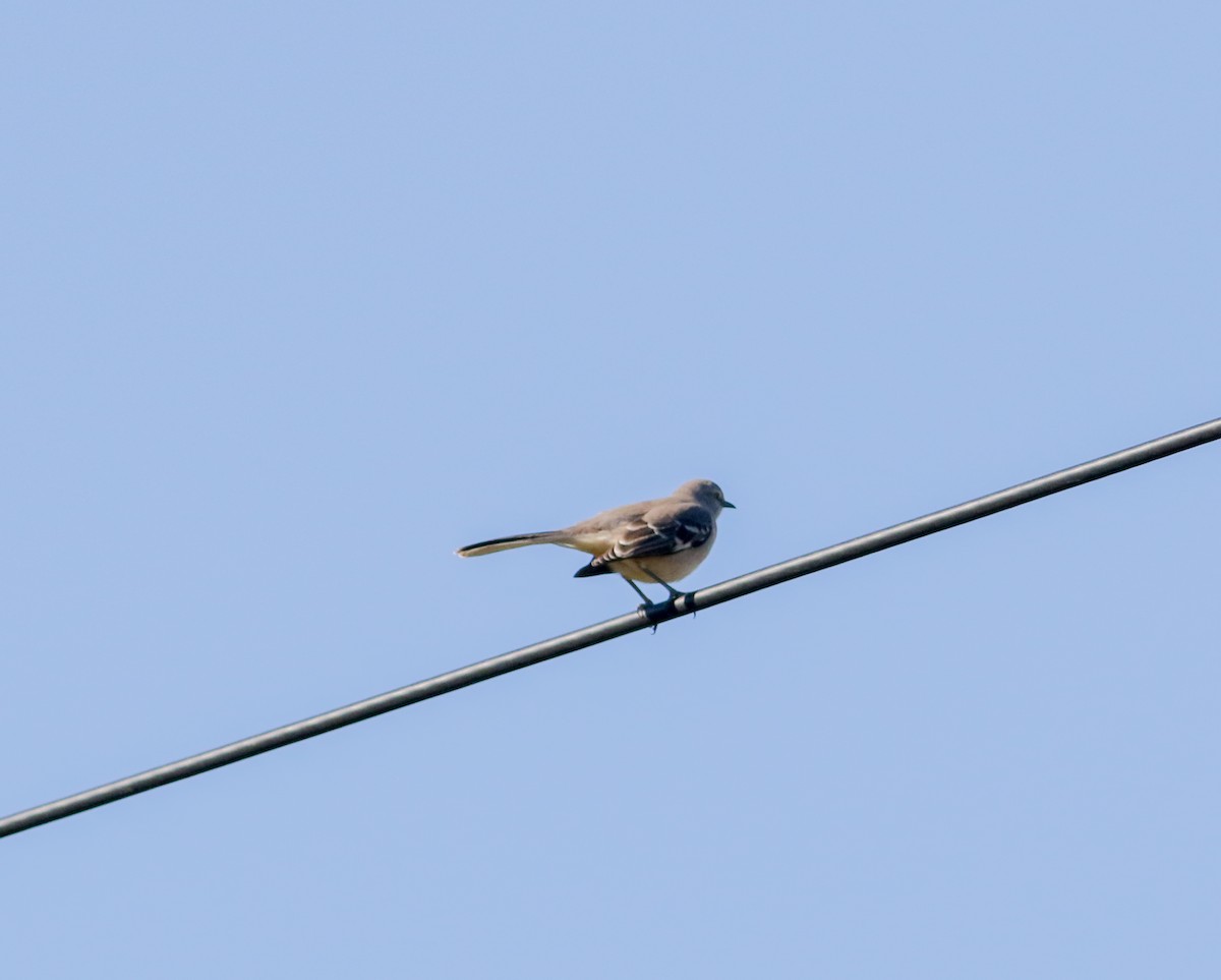 Northern Mockingbird - ML609907424