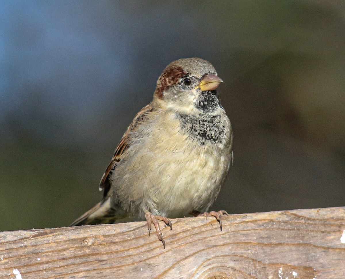 House Sparrow - ML609907435