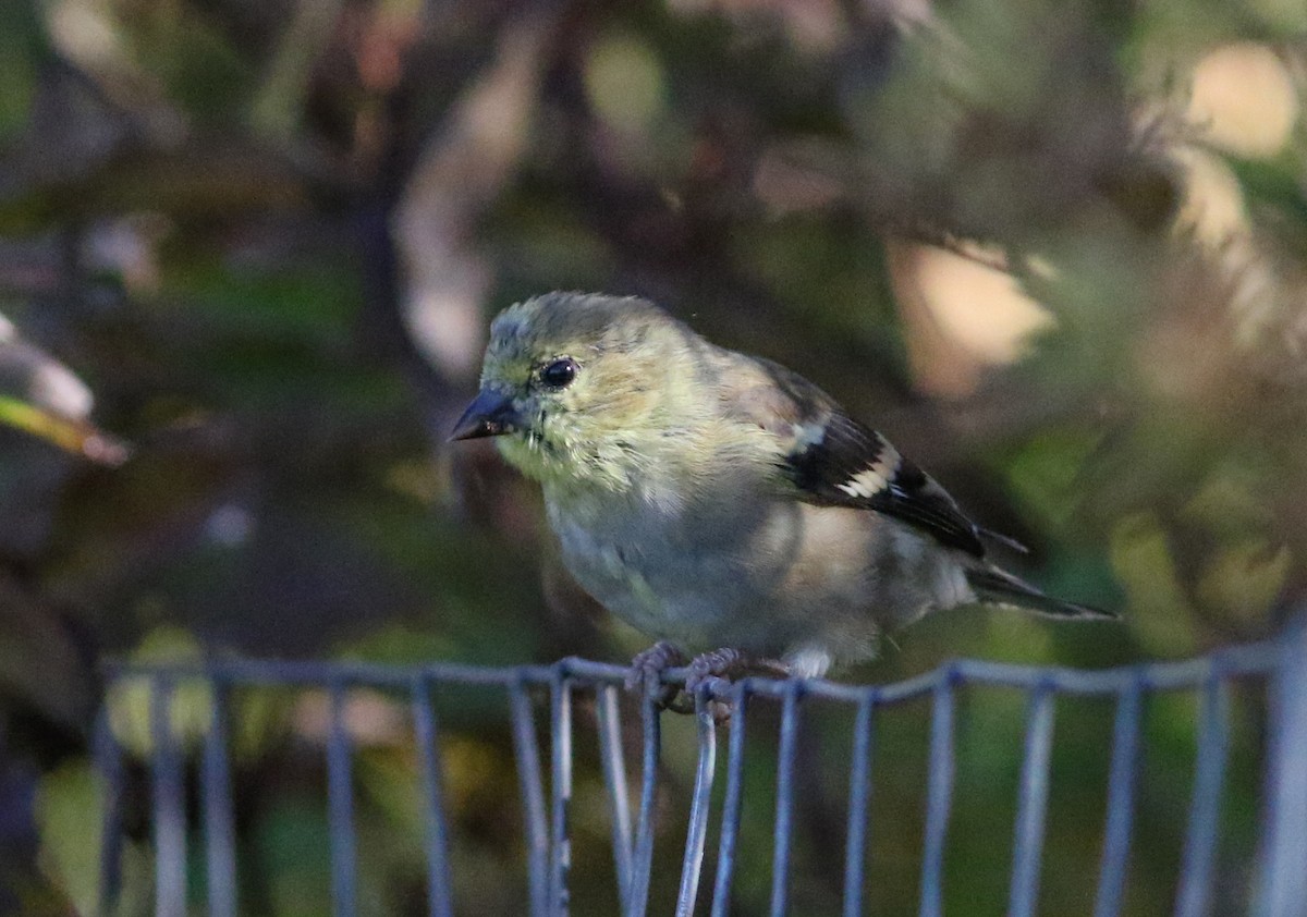 American Goldfinch - ML609907448