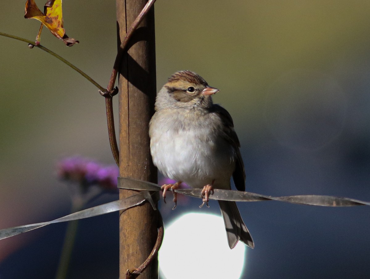 Chipping Sparrow - ML609907453