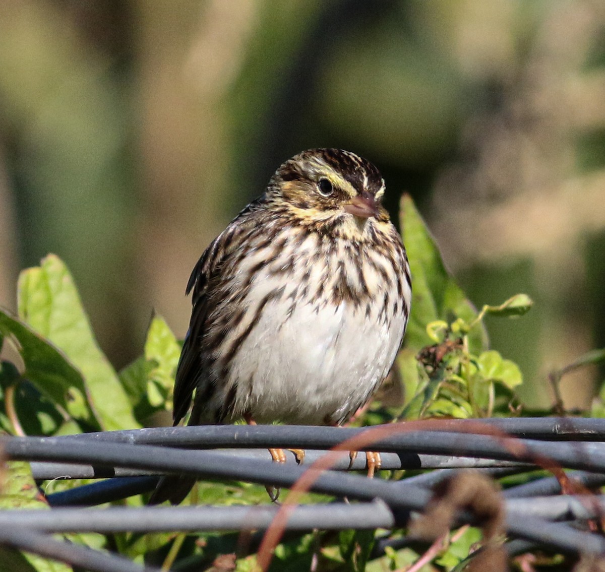 Savannah Sparrow (Savannah) - ML609907461