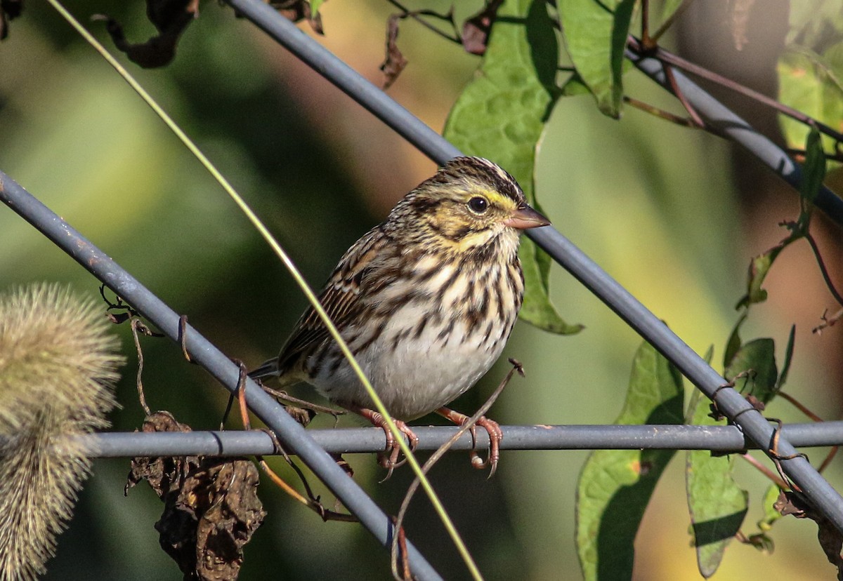 Savannah Sparrow (Savannah) - ML609907462