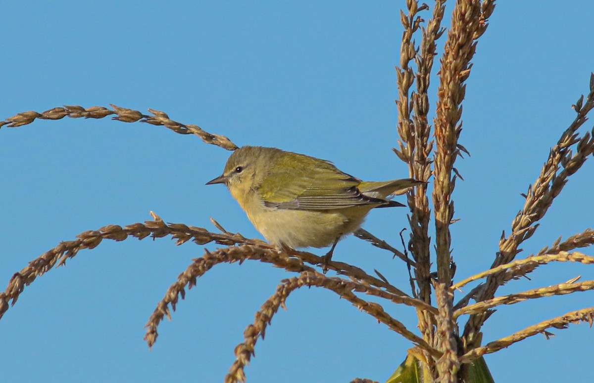 Tennessee Warbler - ML609907476