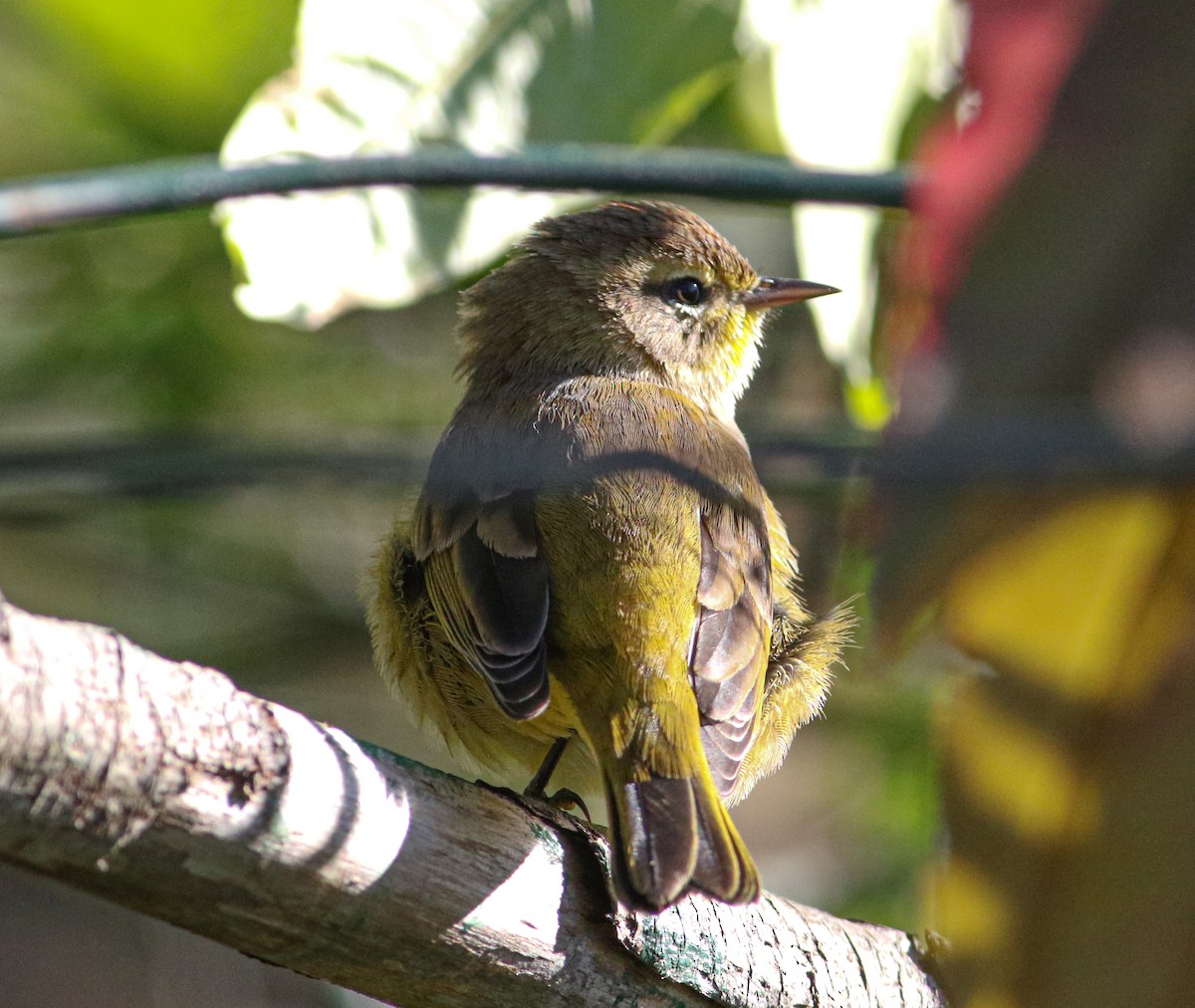 Palm Warbler (Yellow) - ML609907487