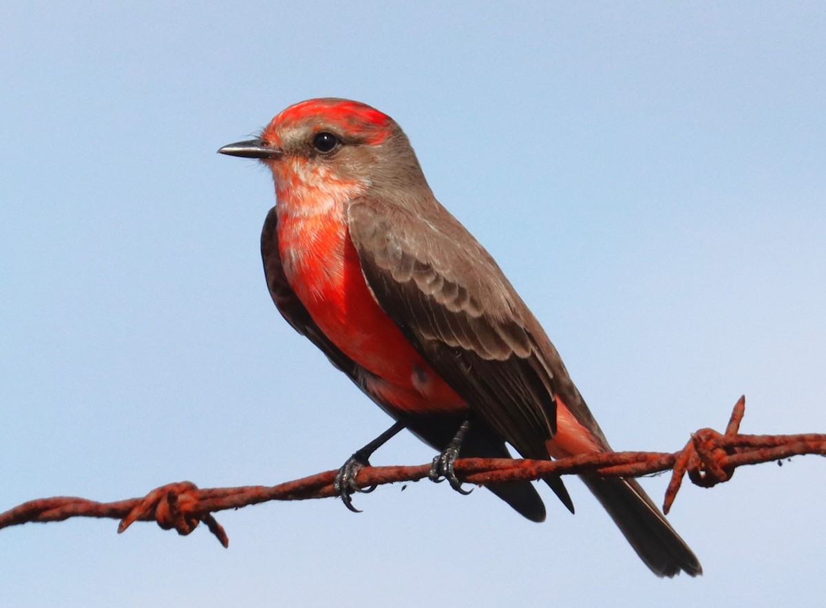 Vermilion Flycatcher - ML609907535