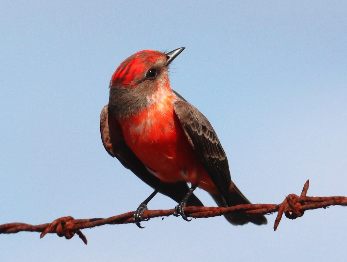 Vermilion Flycatcher - ML609907560