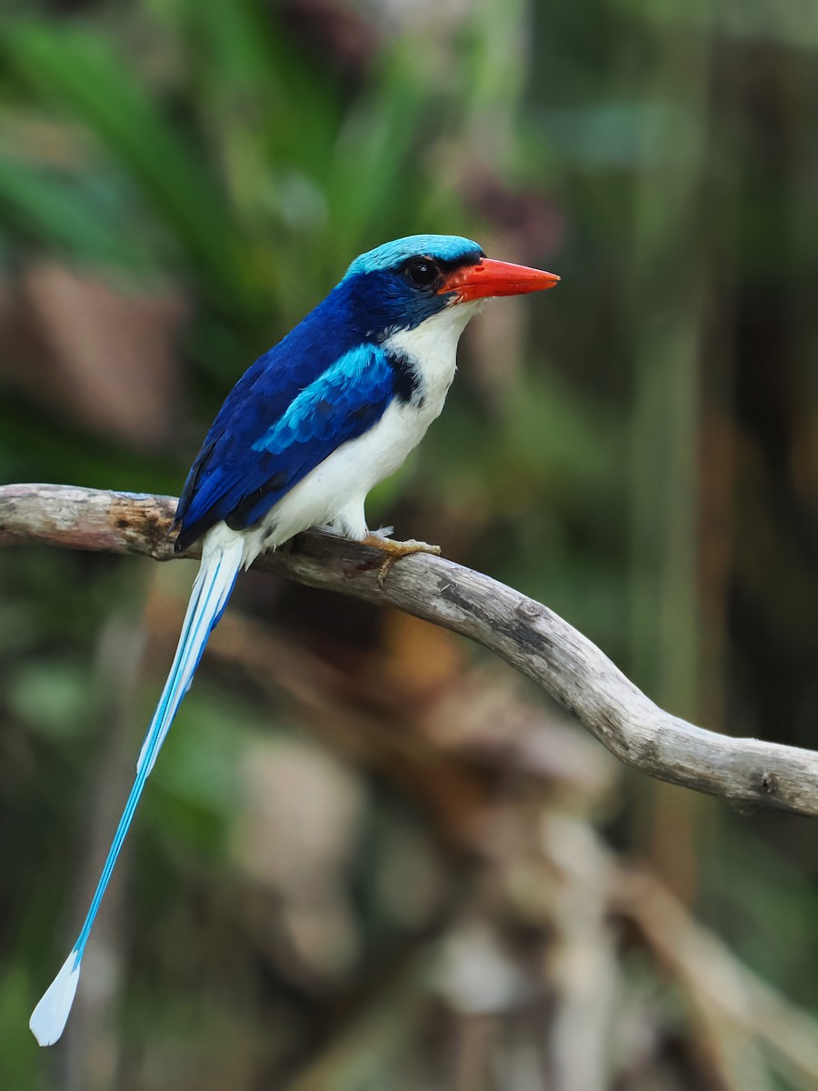 Common Paradise-Kingfisher - Alexandre Vinot