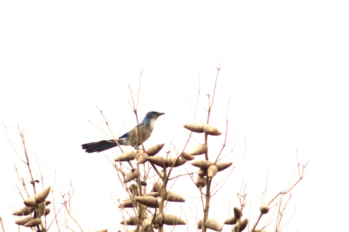 Florida Scrub-Jay - ML609907696