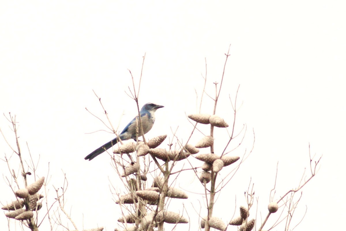 Florida Scrub-Jay - ML609907697