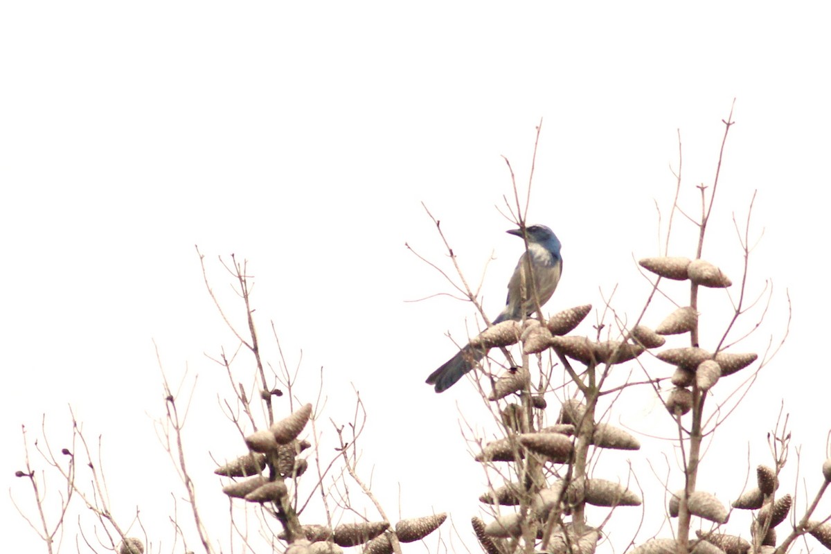 Florida Scrub-Jay - ML609907698