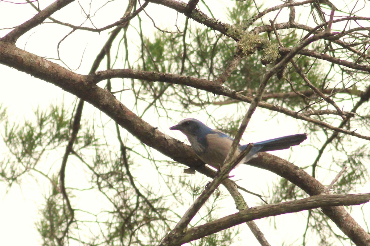 Florida Scrub-Jay - ML609907700