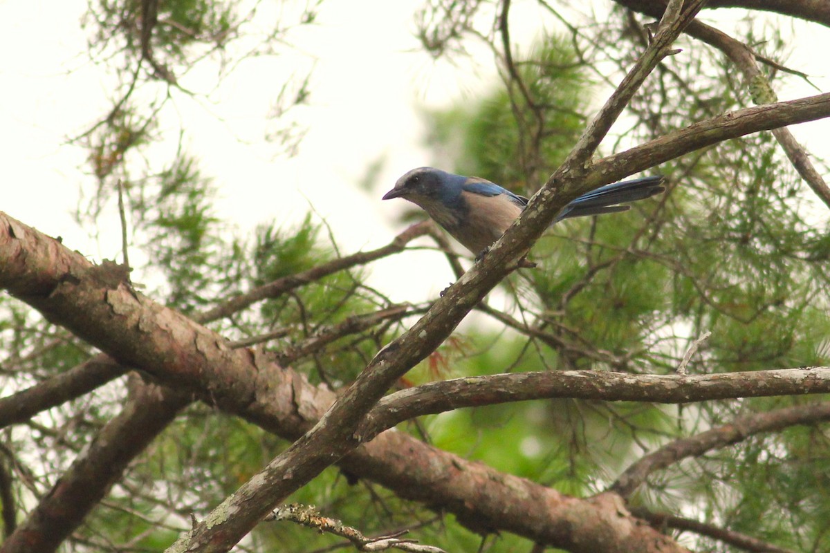 Florida Scrub-Jay - ML609907701