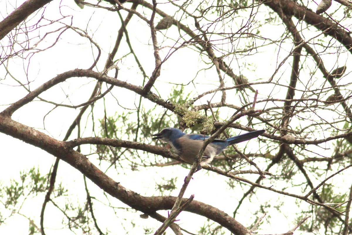 Florida Scrub-Jay - ML609907702