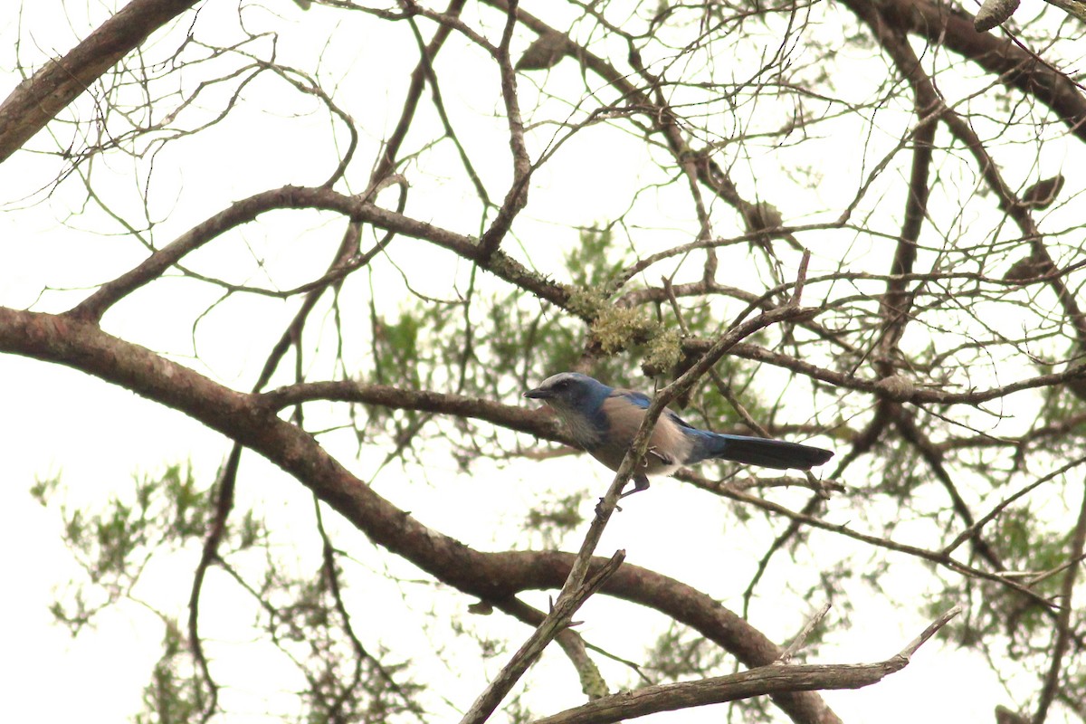 Florida Scrub-Jay - ML609907704