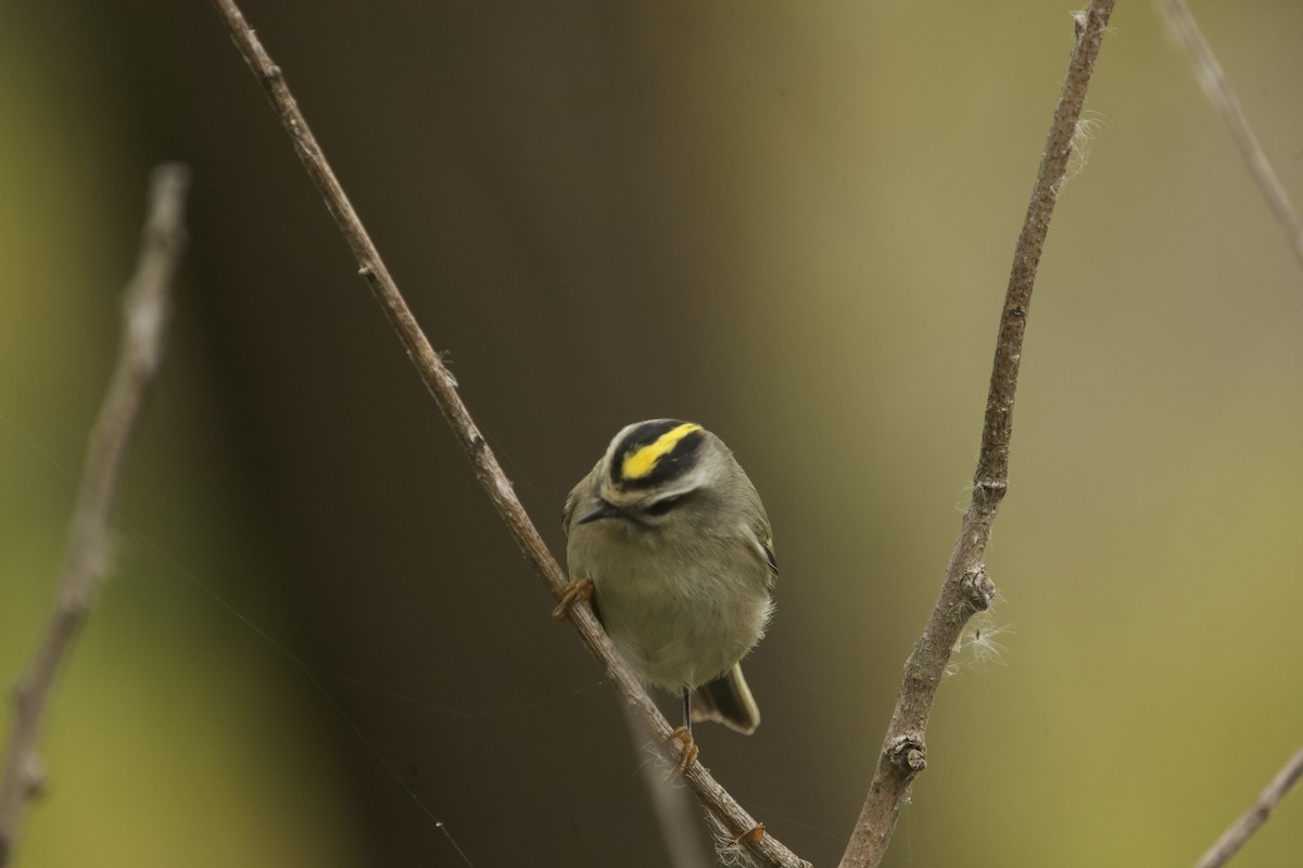 Golden-crowned Kinglet - ML609907810