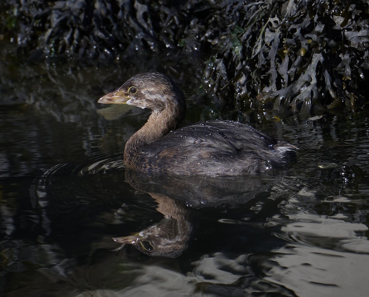 Pied-billed Grebe - ML609907830