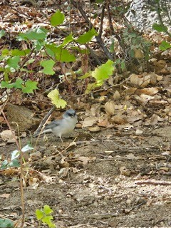 Dark-eyed Junco - ML609907862