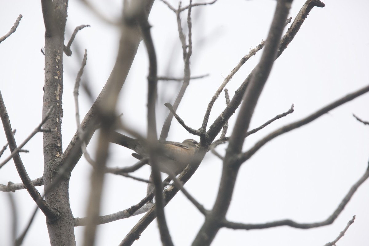 American Robin - ML609907866